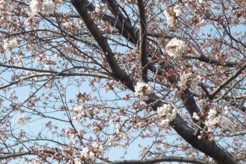 CherryBlossom