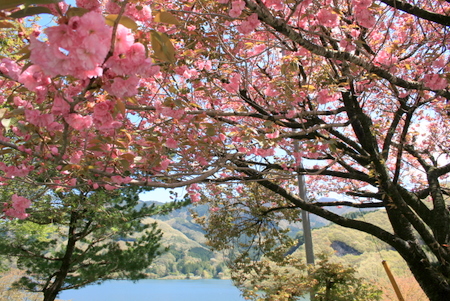 KUSAKIKO