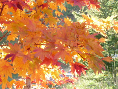 AutumnTouring