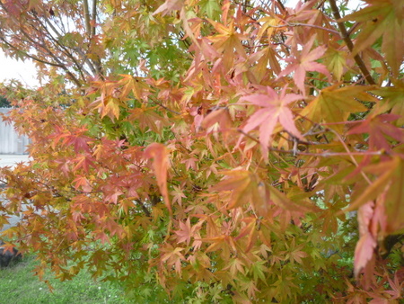 MAPLE