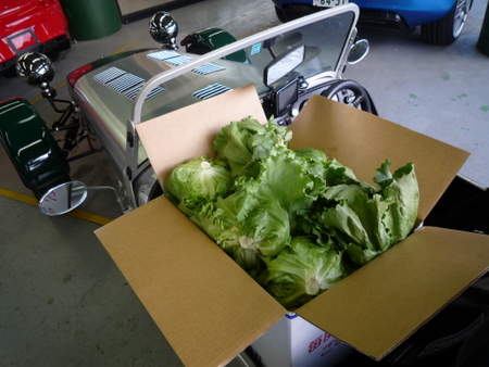 CATERHAM×Lettuce